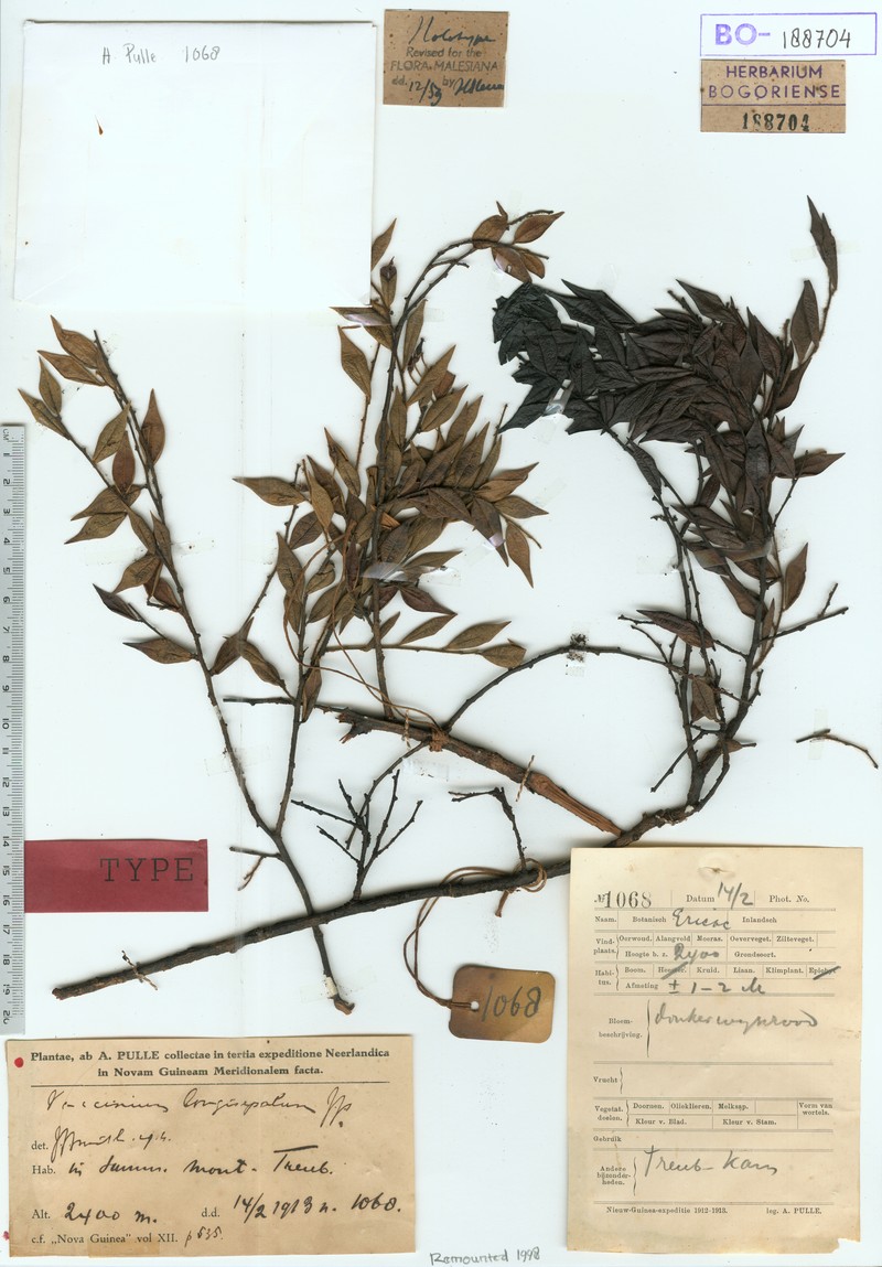 Vaccinium longisepalum photo 3