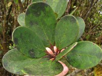 Vaccinium loranthifolium