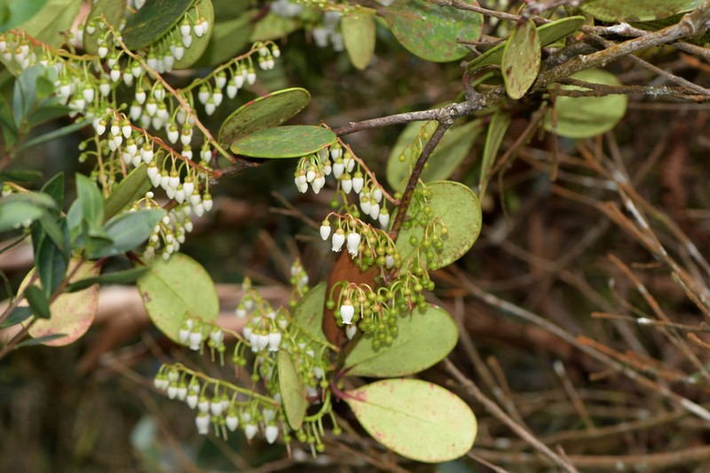 Vaccinium loranthifolium photo 2