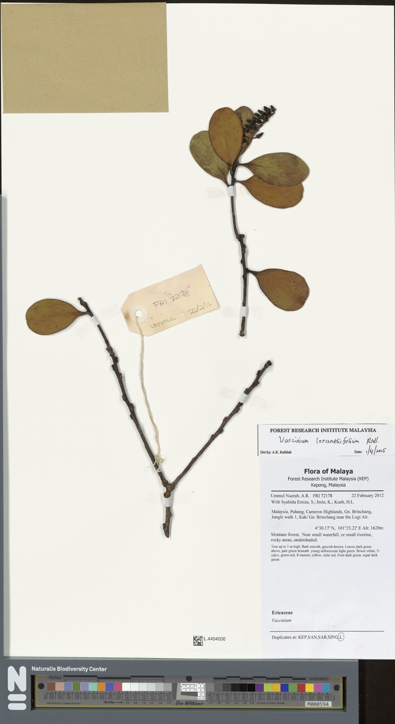 Vaccinium loranthifolium photo 4