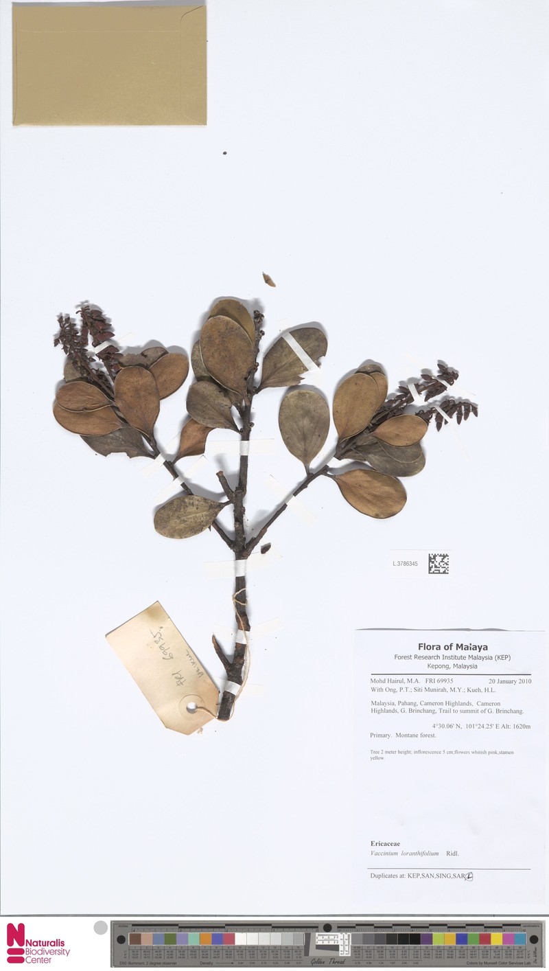 Vaccinium loranthifolium photo 5