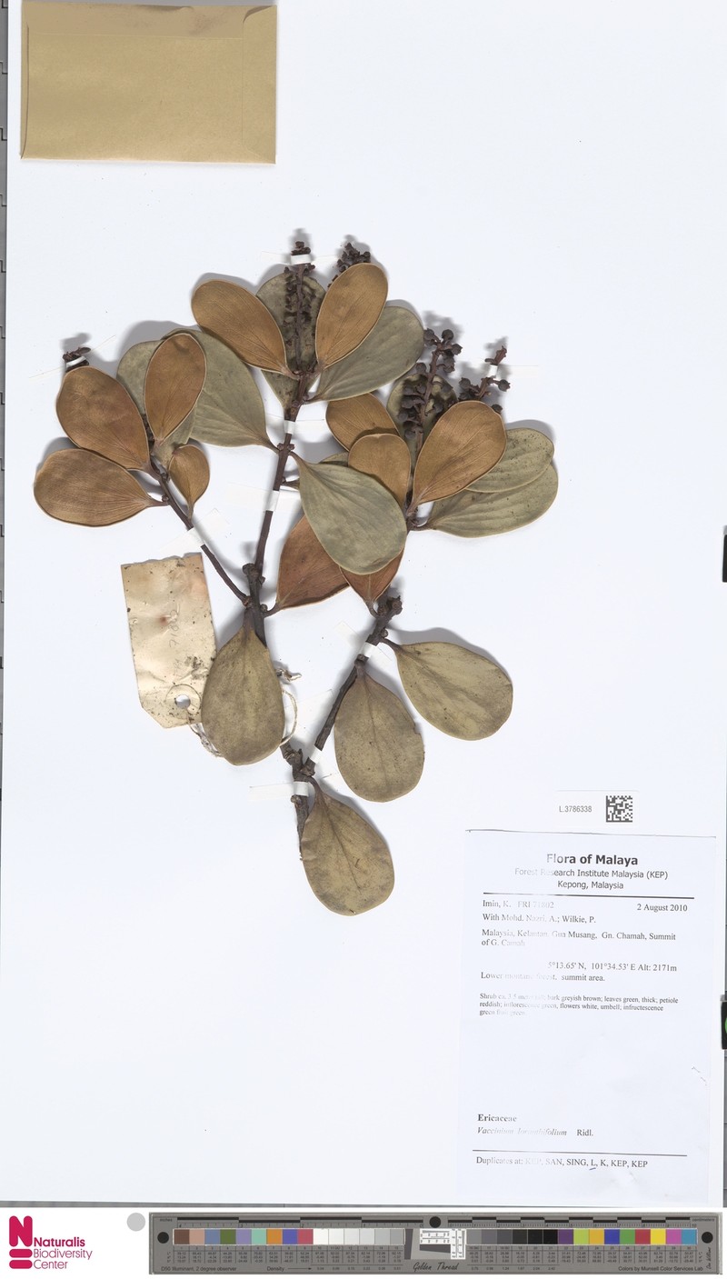 Vaccinium loranthifolium photo 6