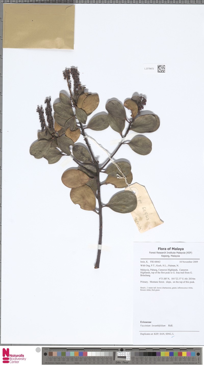Vaccinium loranthifolium photo 7
