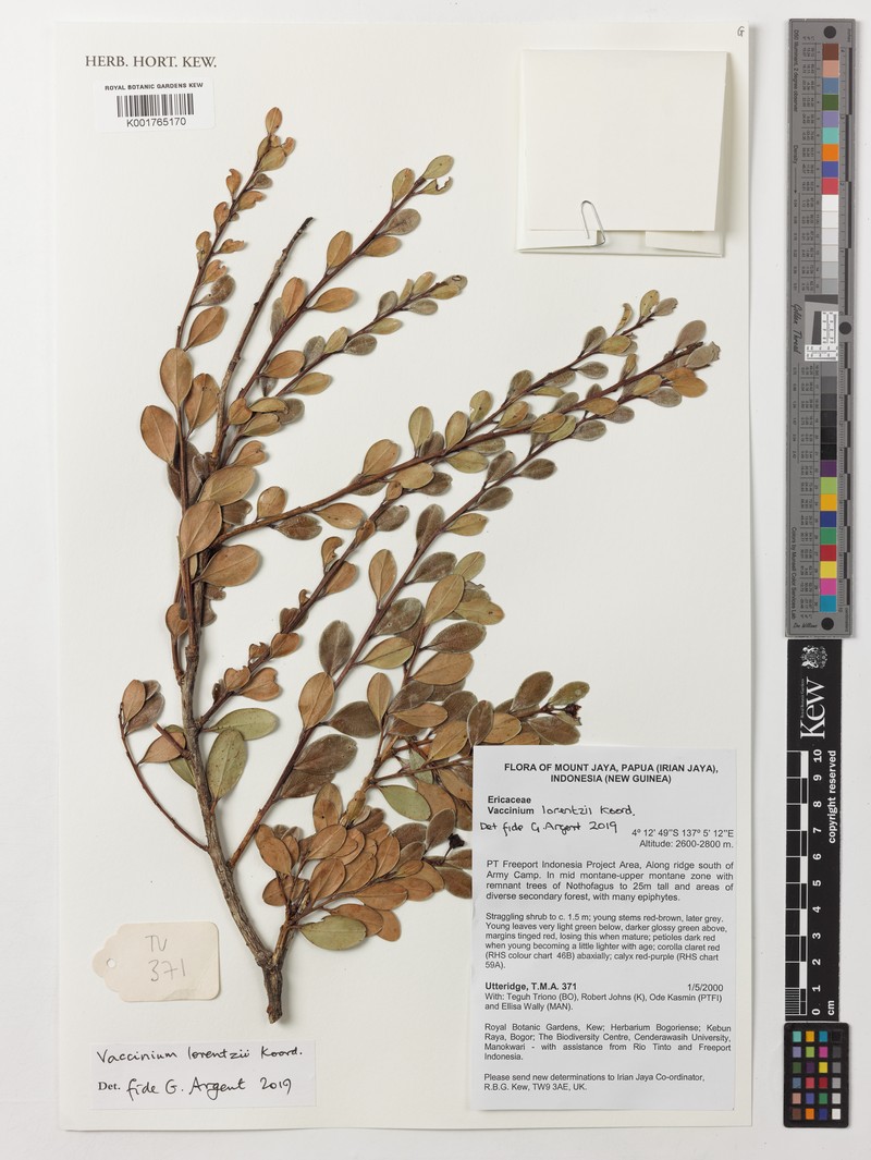 Vaccinium lorentzii