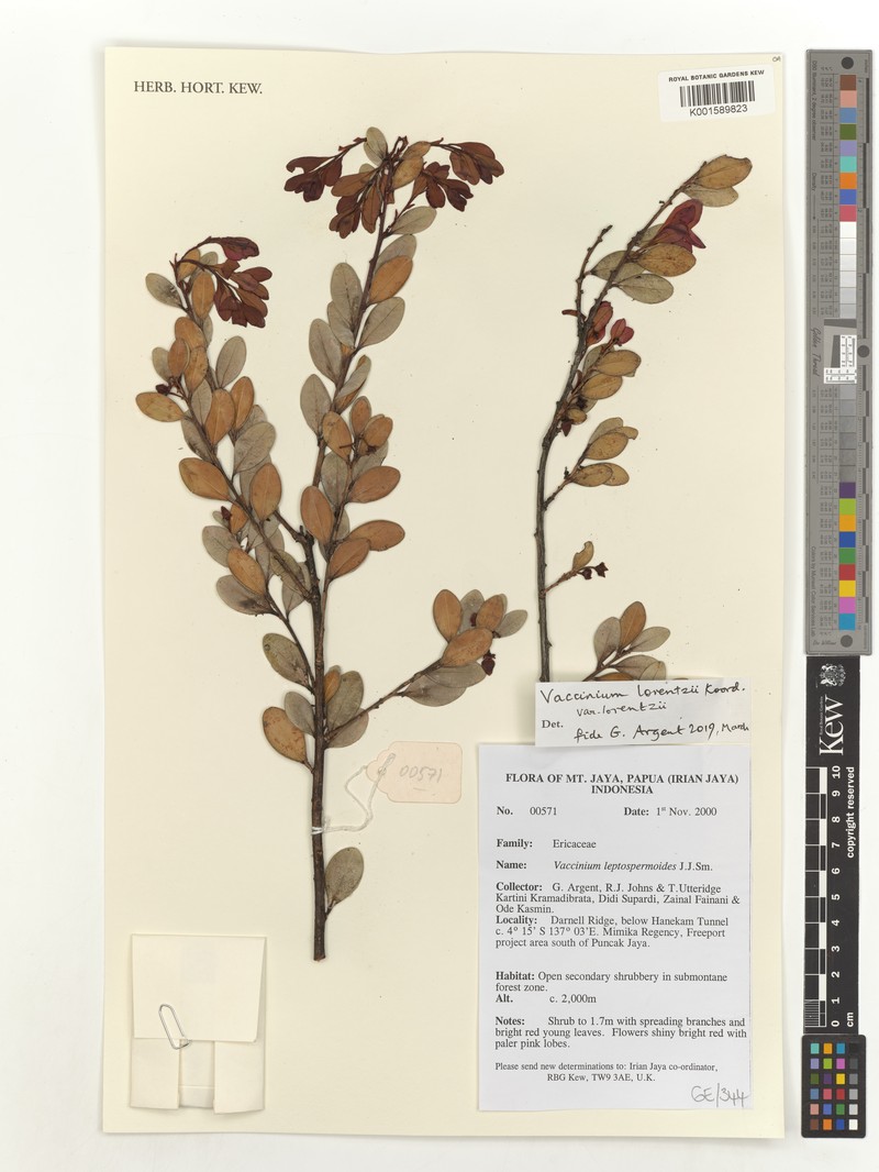 Vaccinium lorentzii photo 2
