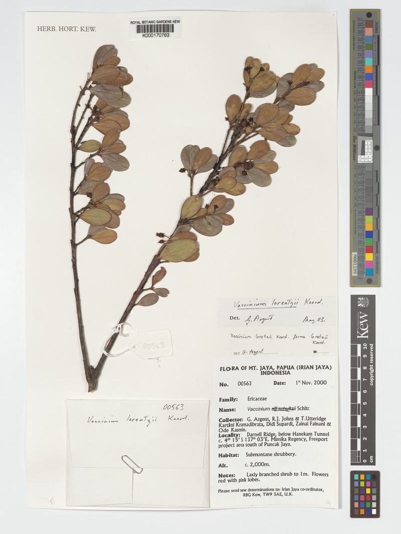 Vaccinium lorentzii photo 3