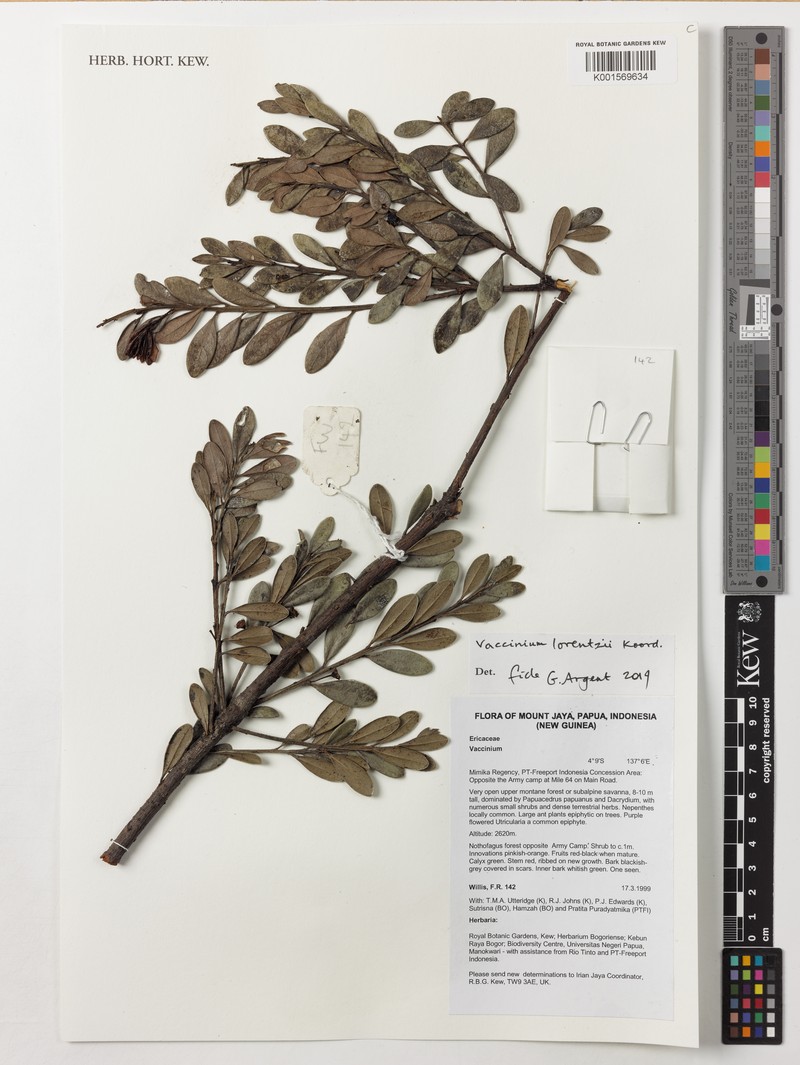 Vaccinium lorentzii photo 4