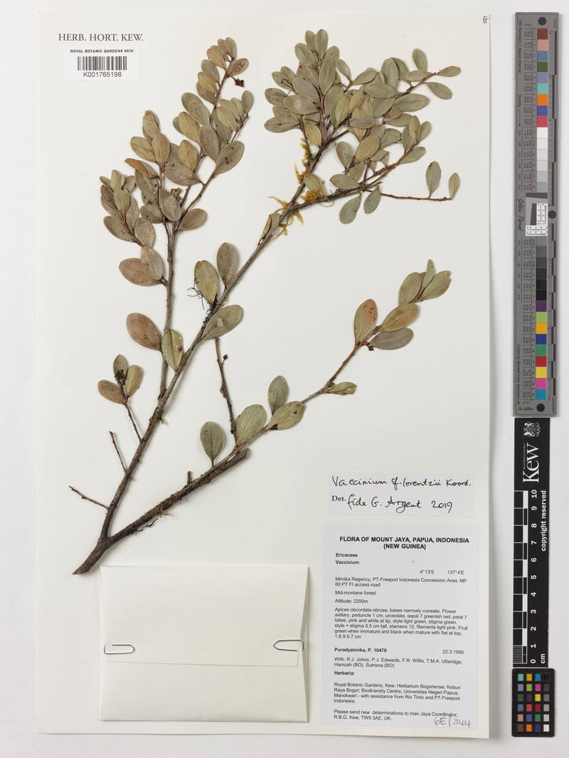 Vaccinium lorentzii photo 5