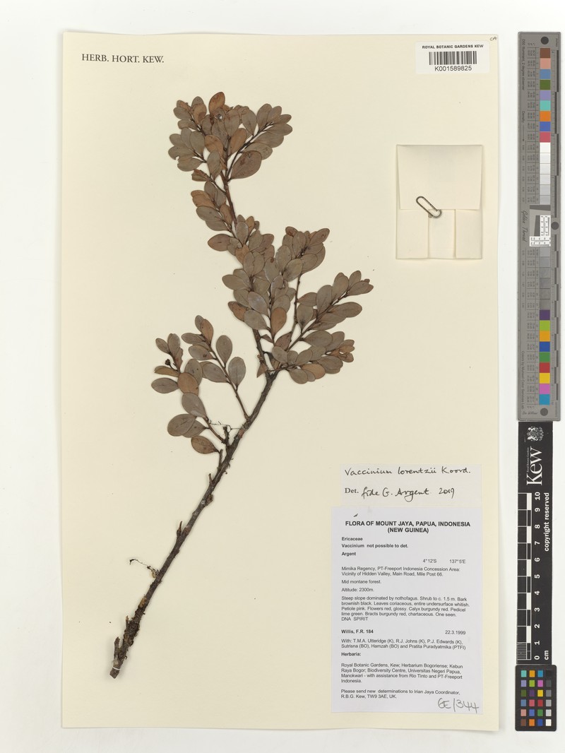 Vaccinium lorentzii photo 6