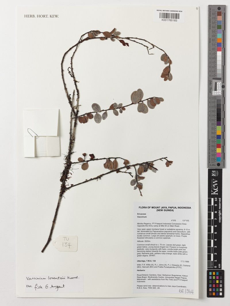 Vaccinium lorentzii photo 7