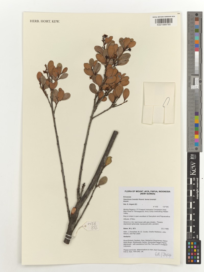 Vaccinium lorentzii photo 8