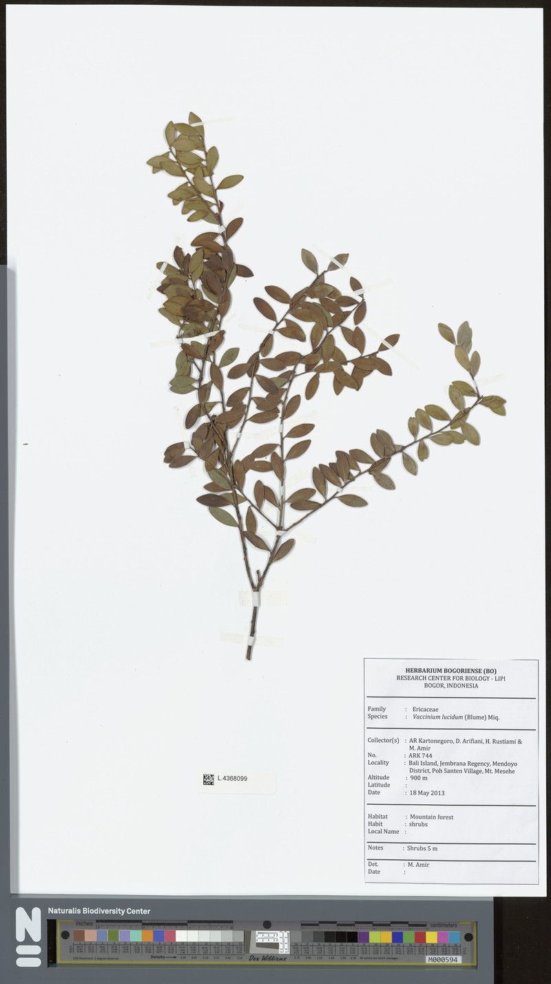 Vaccinium lucidum