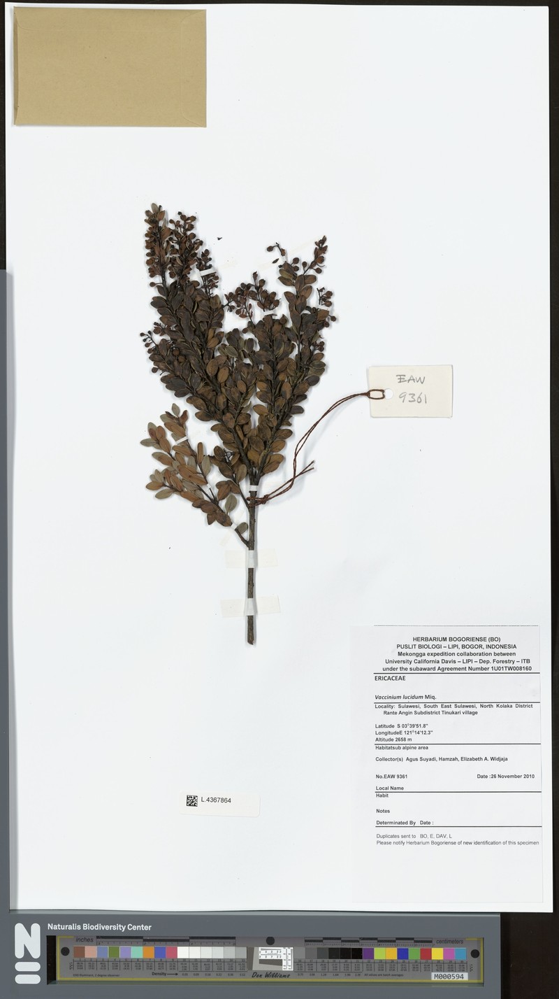 Vaccinium lucidum photo 2