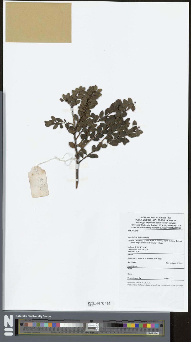 Vaccinium lucidum photo 3