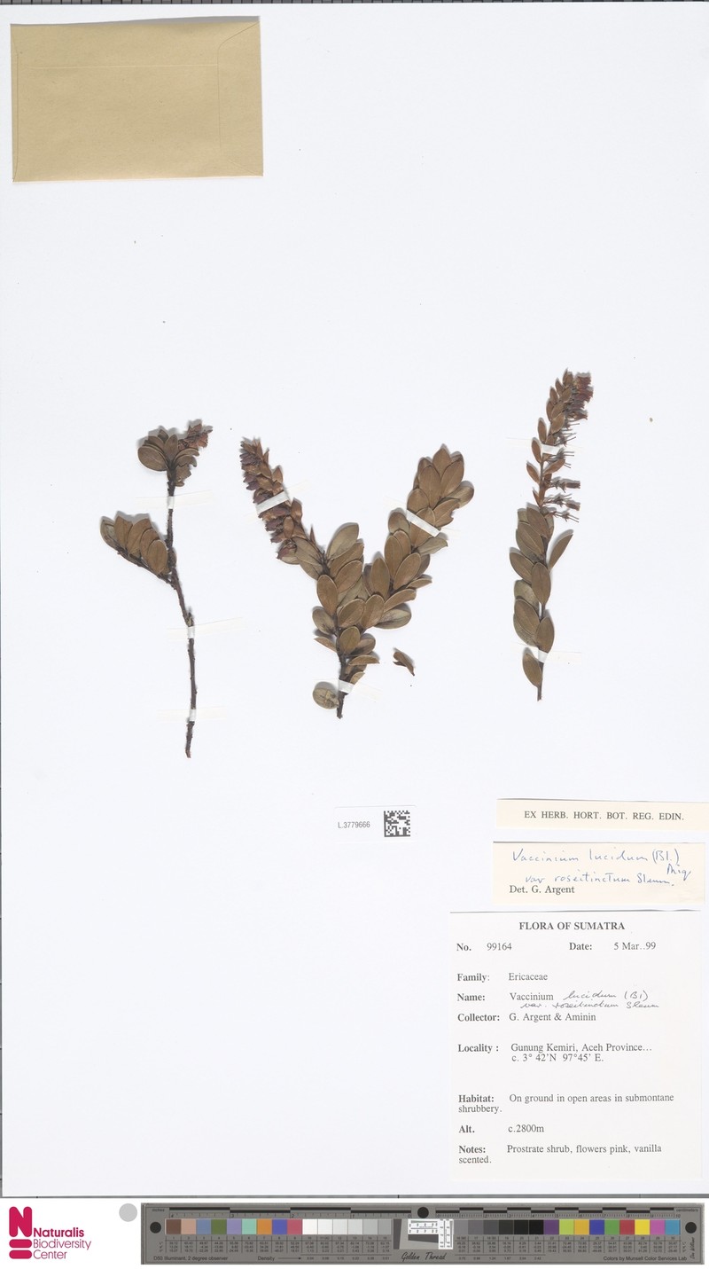 Vaccinium lucidum photo 4