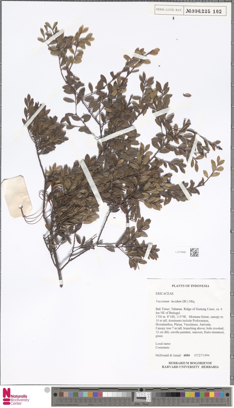 Vaccinium lucidum photo 5