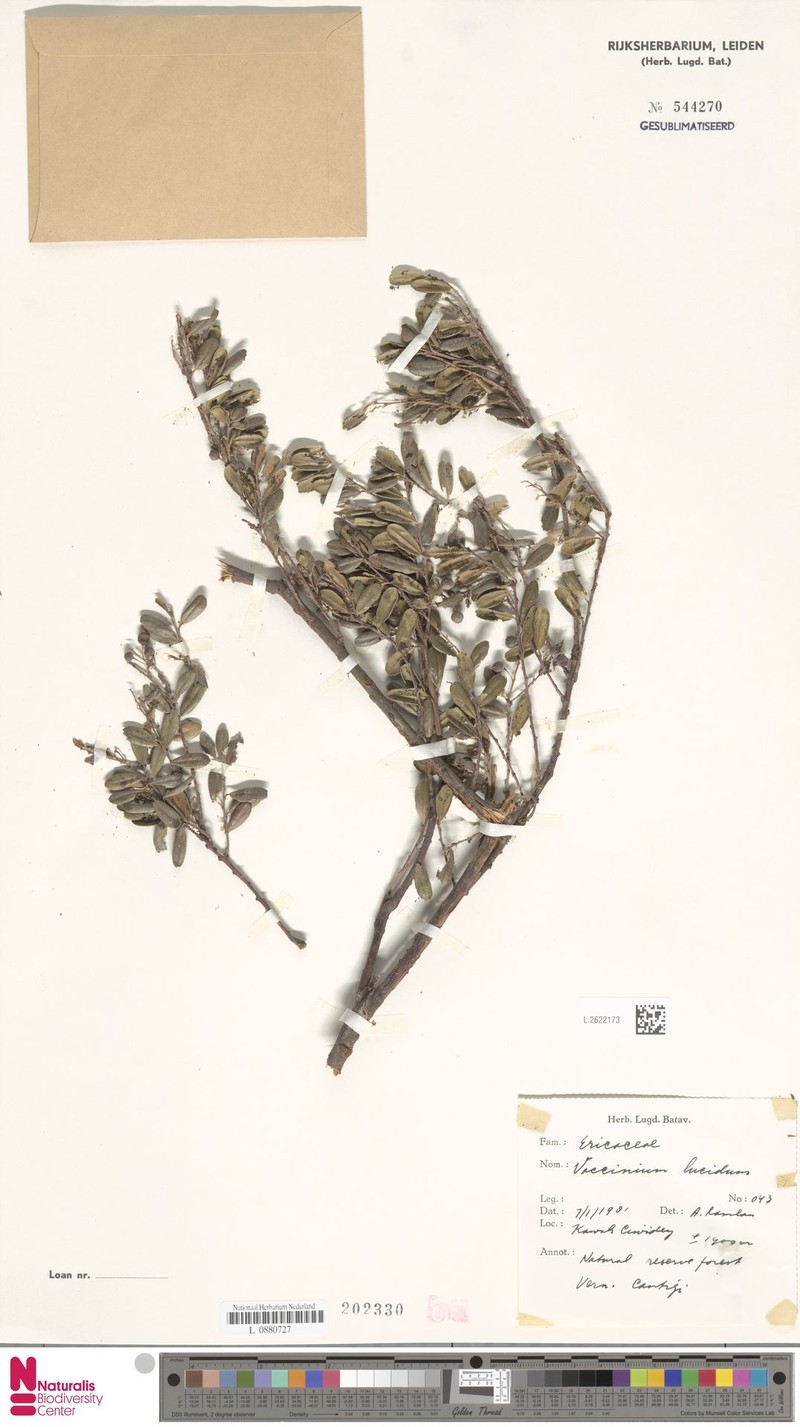 Vaccinium lucidum photo 6
