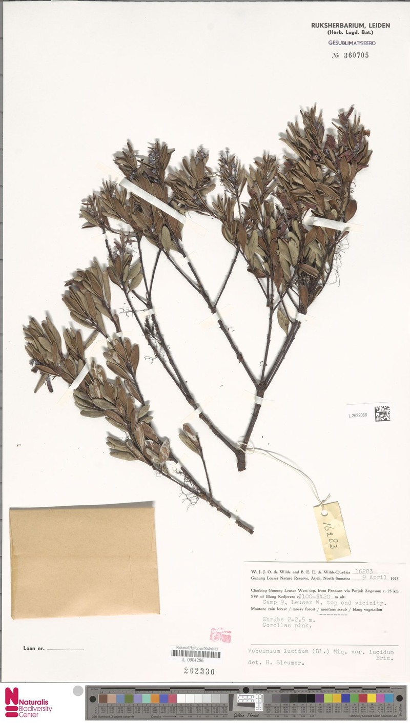 Vaccinium lucidum var. lucidum