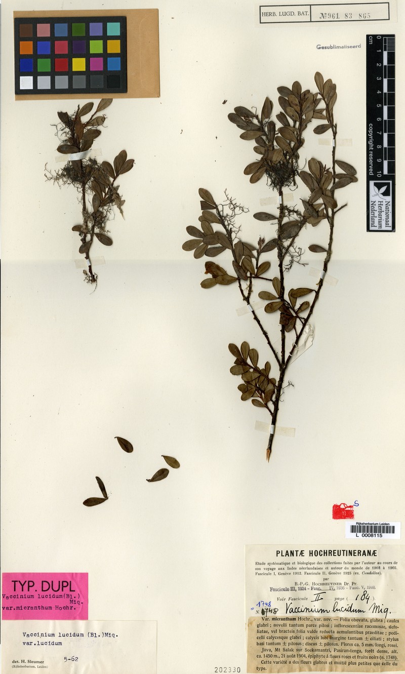 Vaccinium lucidum var. lucidum photo 3