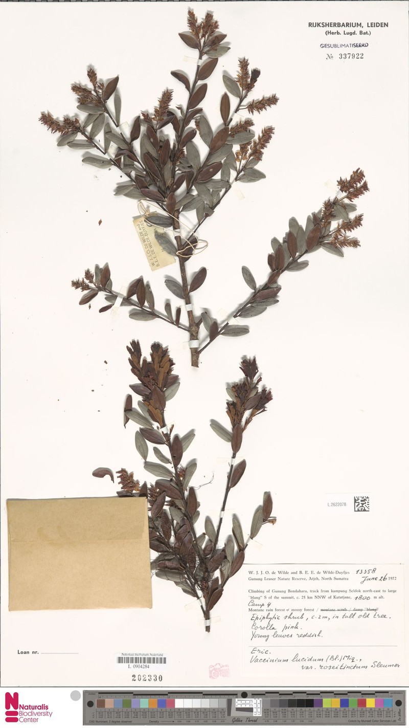 Vaccinium lucidum var. roseitinctum photo 2