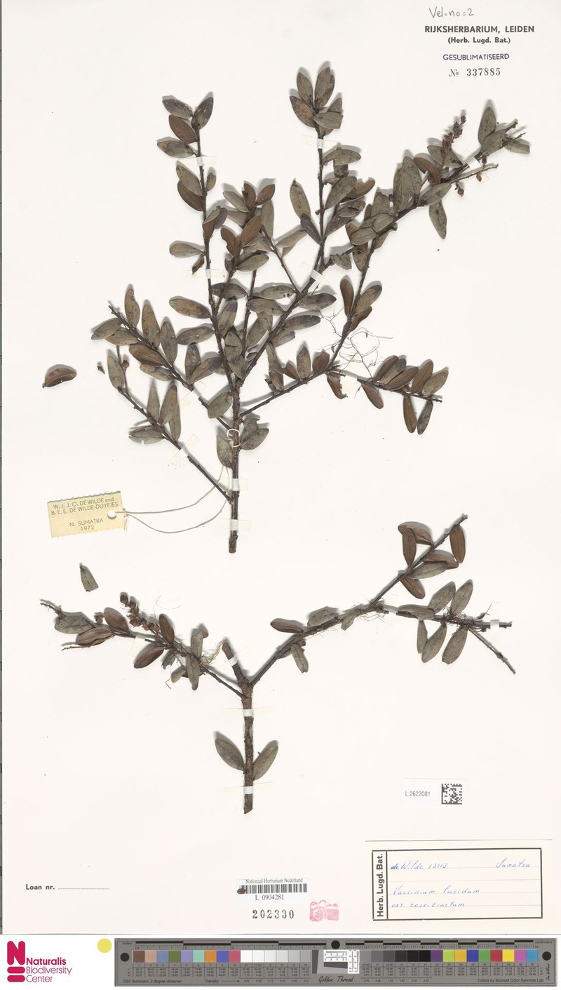 Vaccinium lucidum var. roseitinctum photo 3