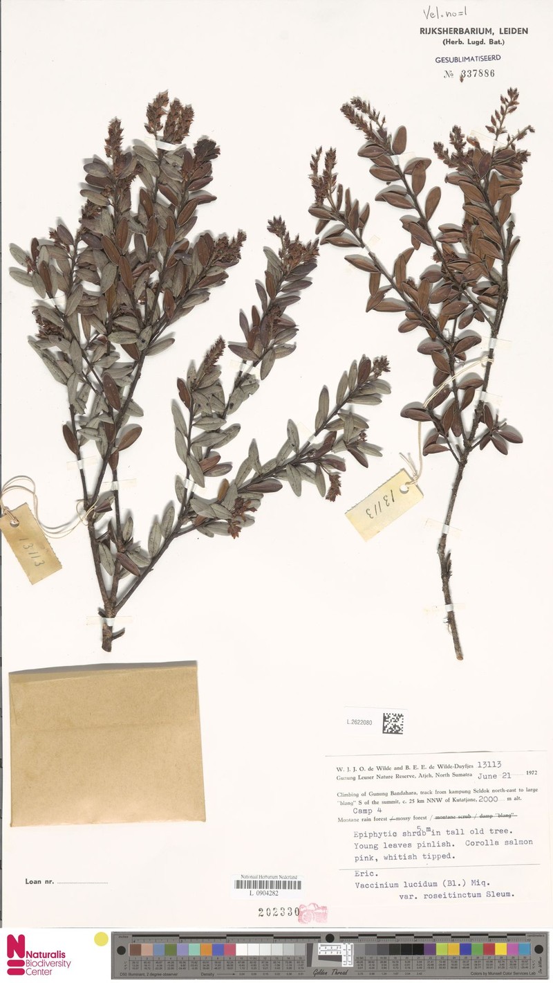 Vaccinium lucidum var. roseitinctum photo 4