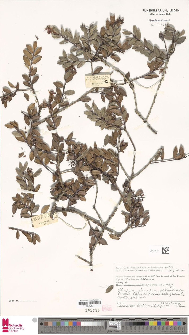 Vaccinium lucidum var. roseitinctum photo 5