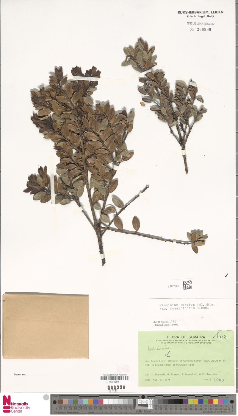 Vaccinium lucidum var. roseitinctum photo 6