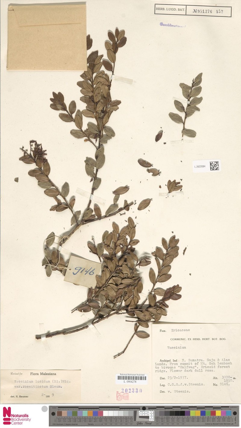 Vaccinium lucidum var. roseitinctum photo 7