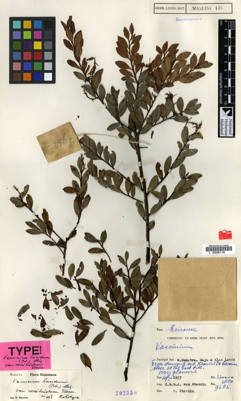 Vaccinium lucidum var. roseitinctum photo 8