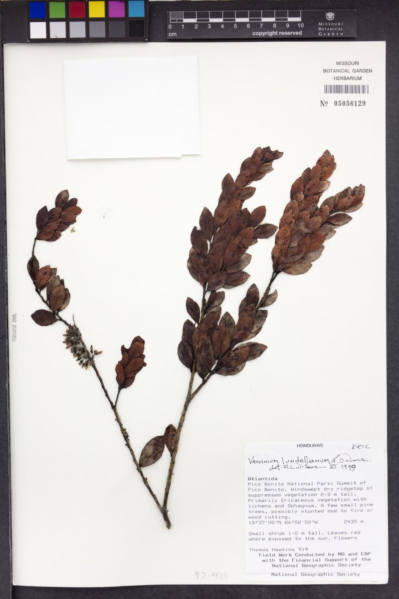 Vaccinium lundellianum