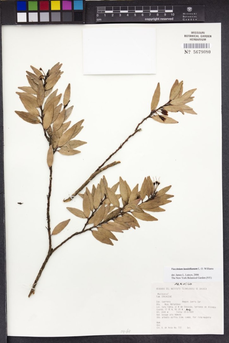 Vaccinium lundellianum photo 2