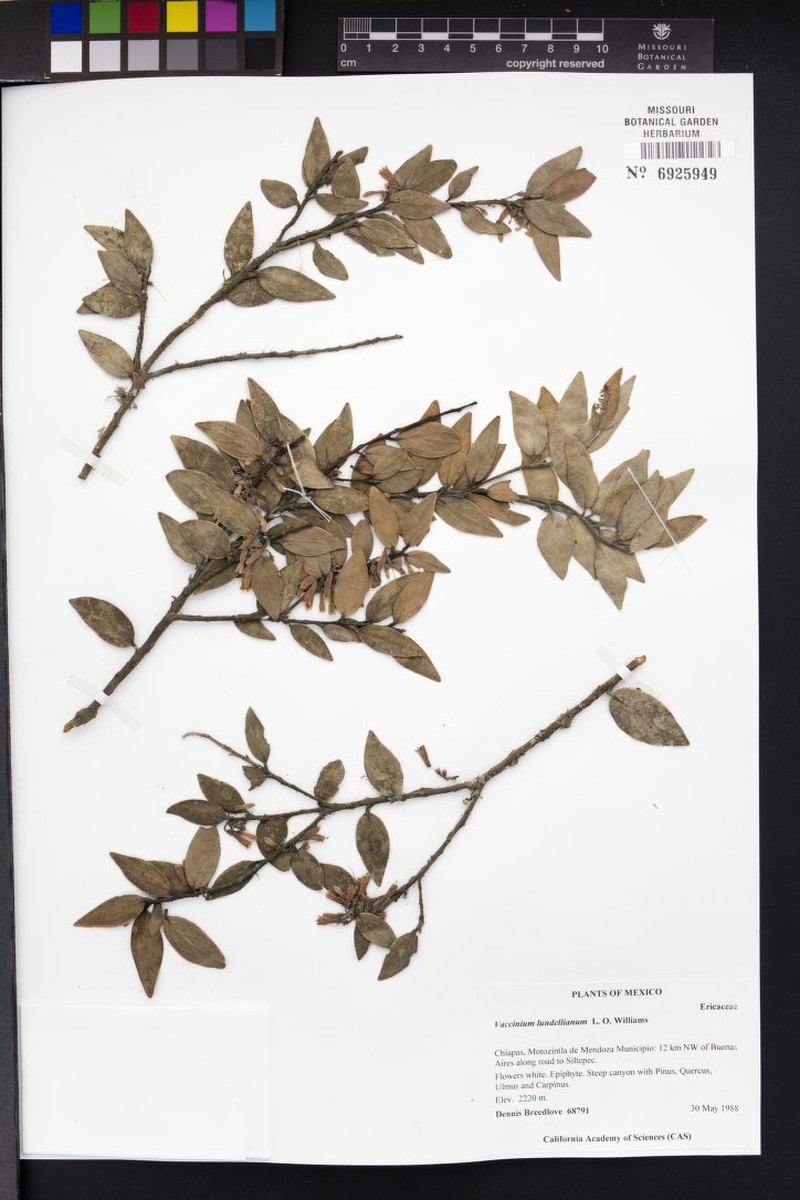 Vaccinium lundellianum photo 3
