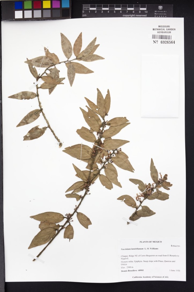 Vaccinium lundellianum photo 4