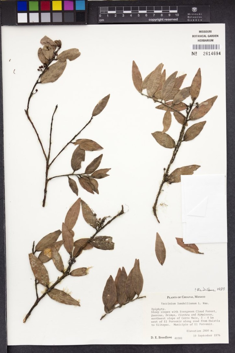 Vaccinium lundellianum photo 5