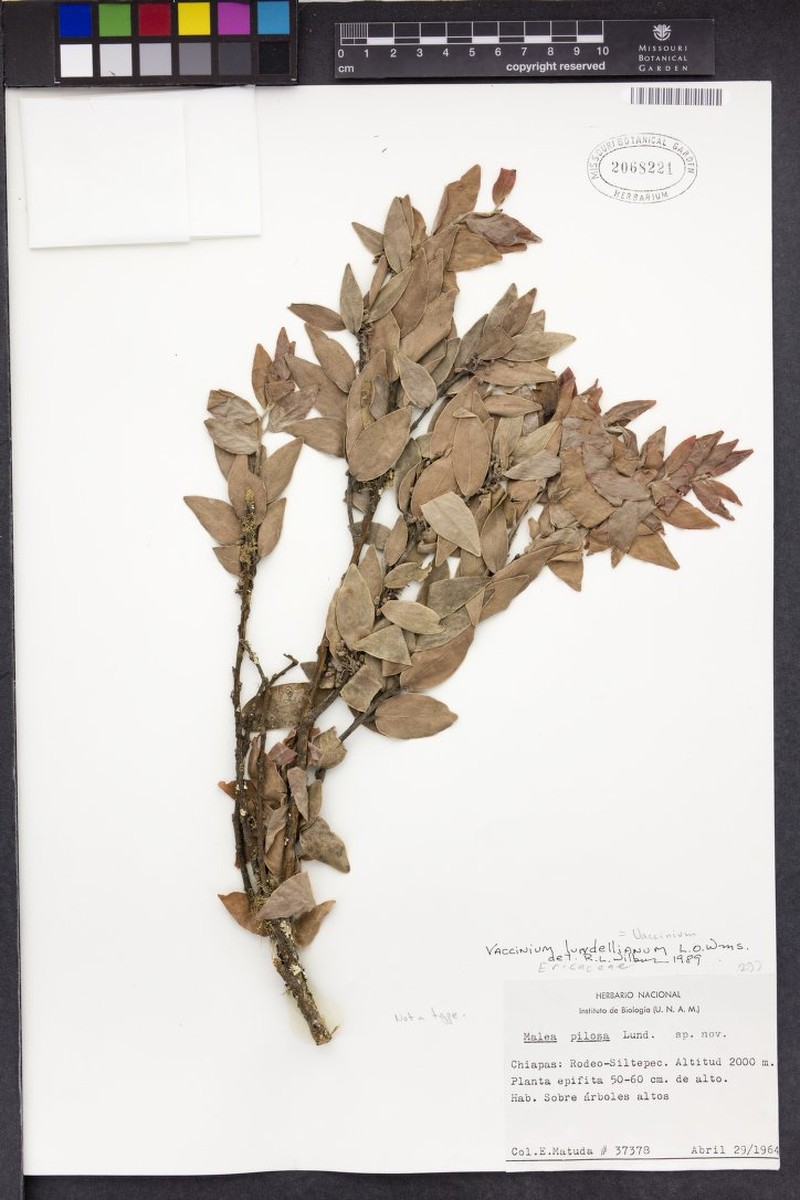 Vaccinium lundellianum photo 6