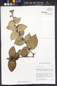 Vaccinium luteynii