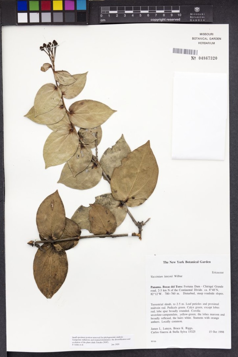 Vaccinium luteynii
