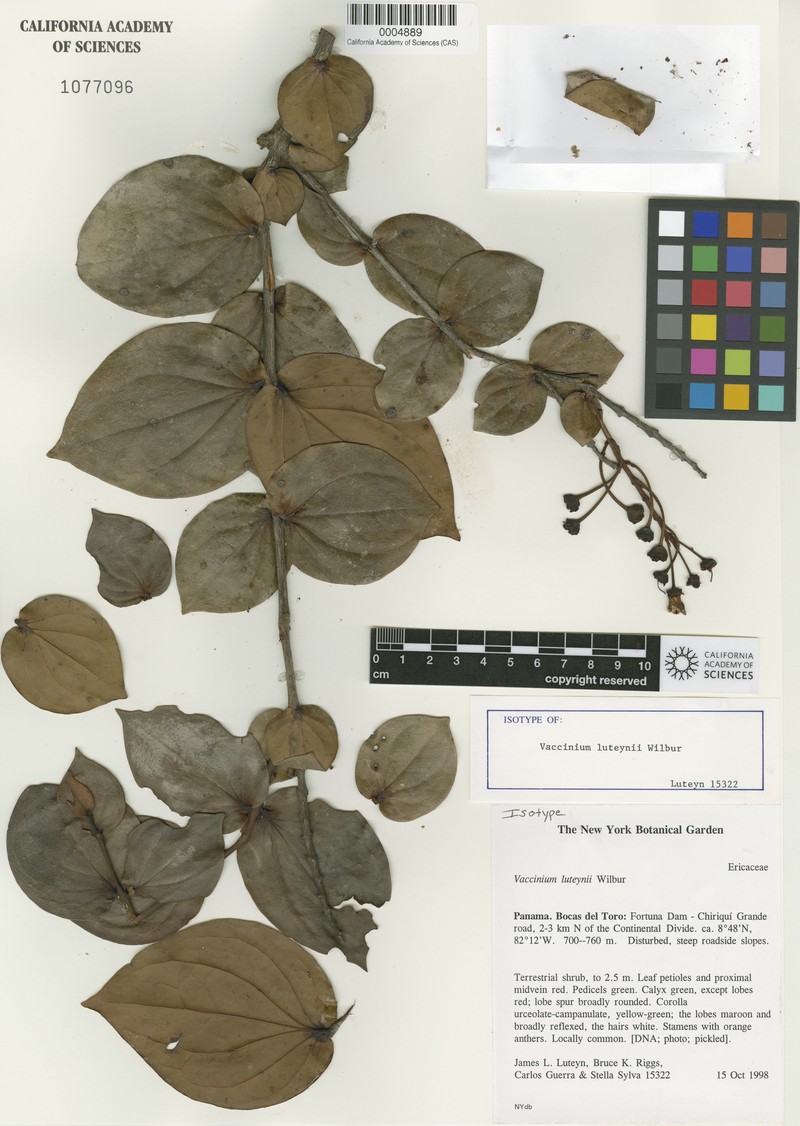 Vaccinium luteynii photo 2
