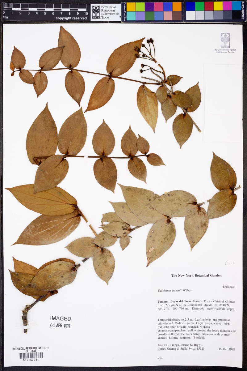 Vaccinium luteynii photo 3