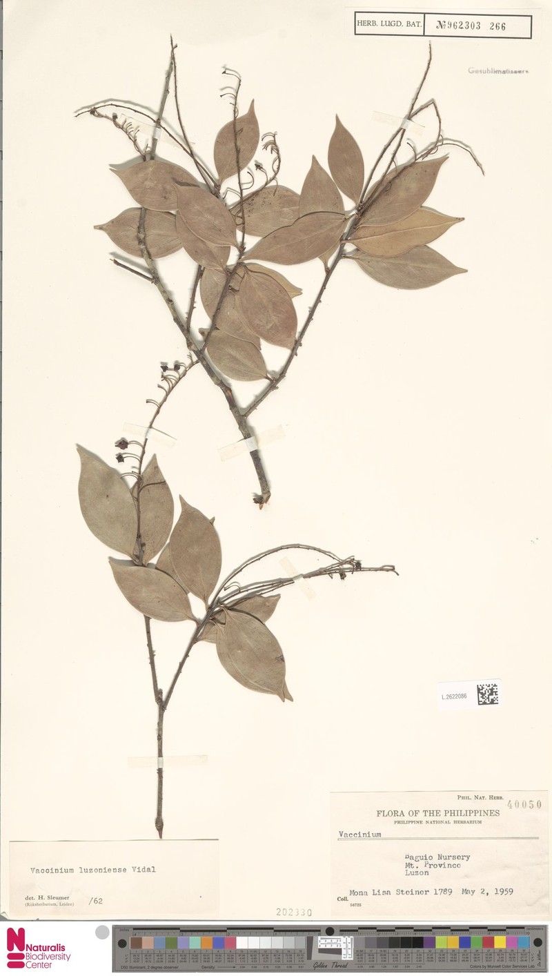 Vaccinium luzoniense