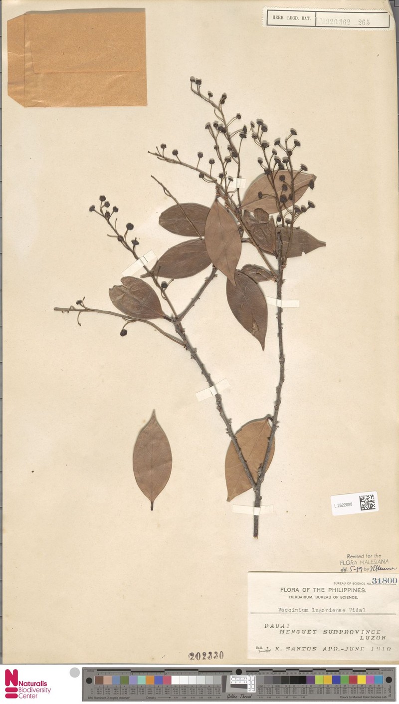 Vaccinium luzoniense photo 2