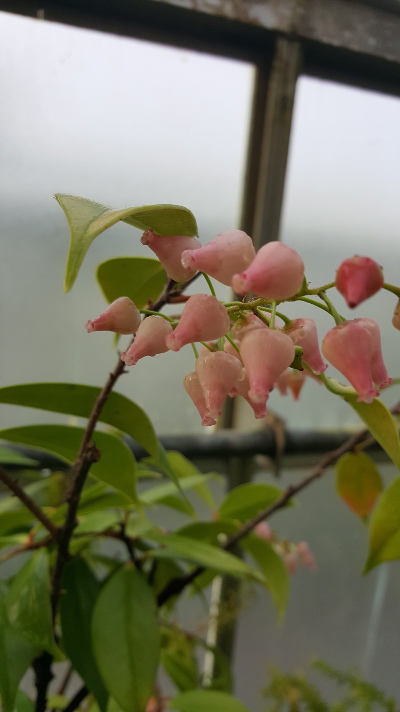 Vaccinium luzoniense photo 3