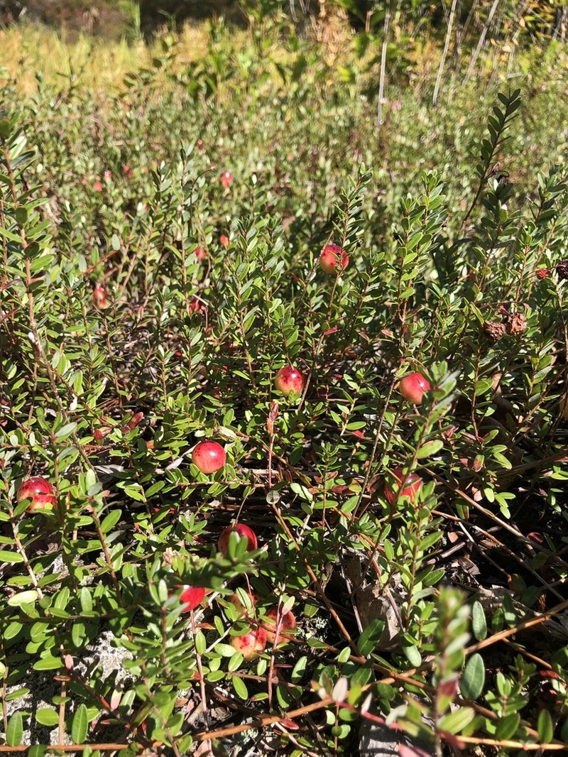 Cranberry photo 4