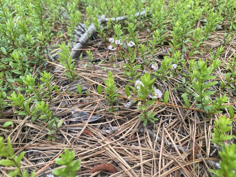Cranberry photo 5
