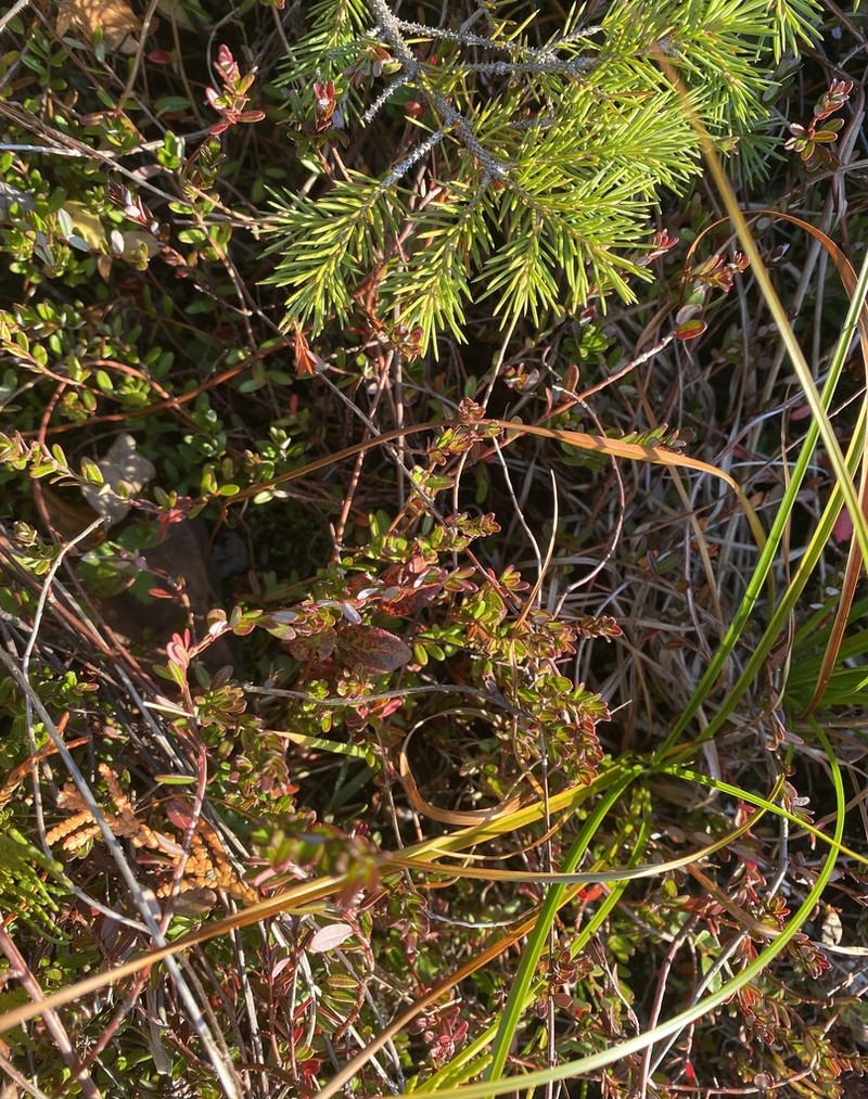 Cranberry photo 6