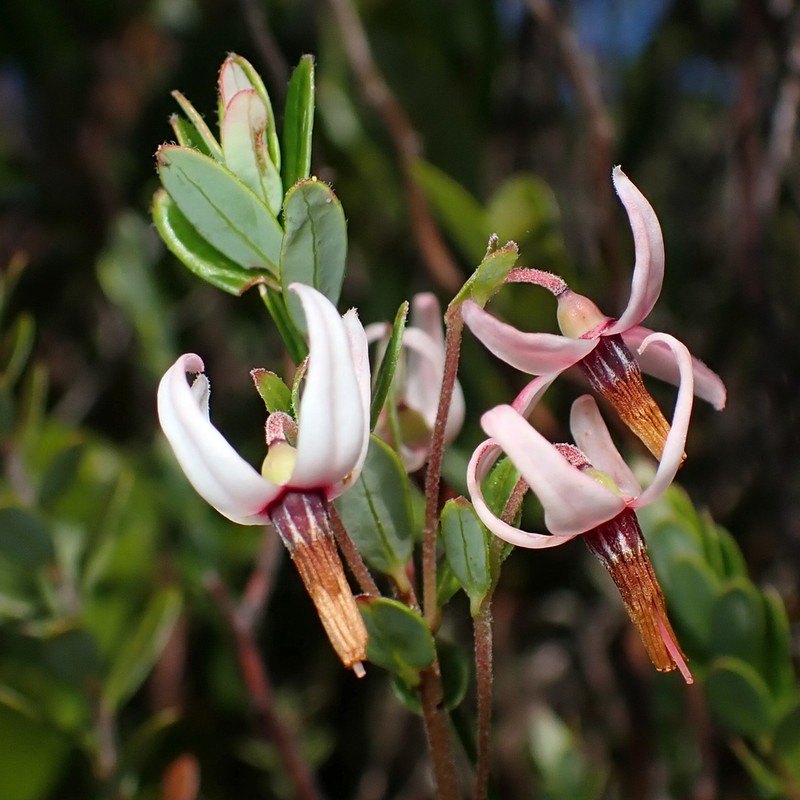 Cranberry photo 7
