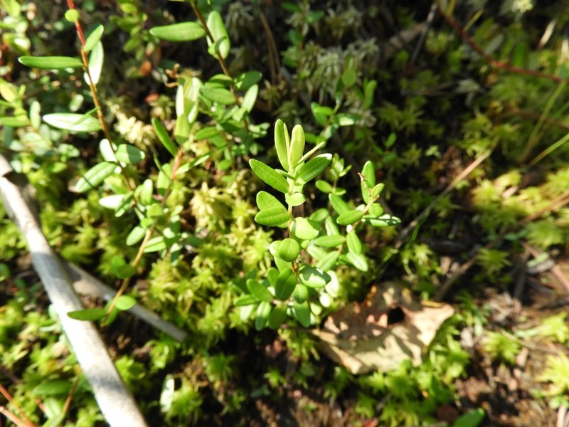 Cranberry photo 9