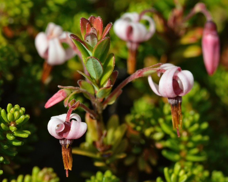 Cranberry photo 2