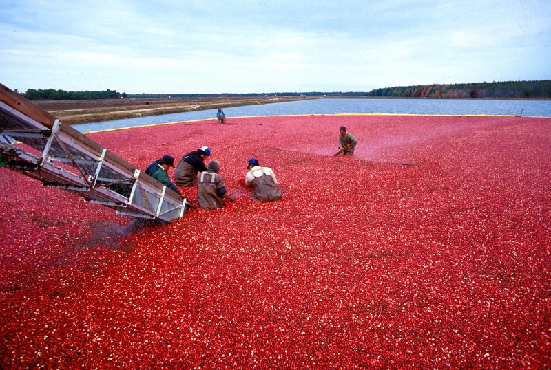 Cranberry photo 3